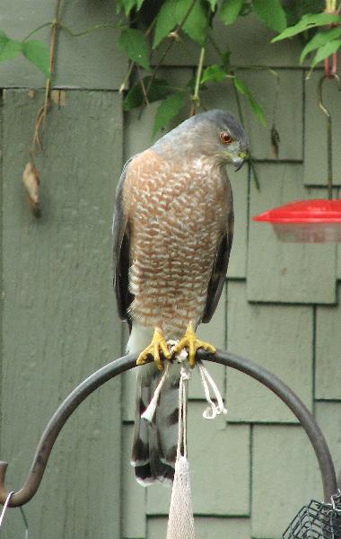 Photo of Accipiter cooperii by Rosemary Taylor